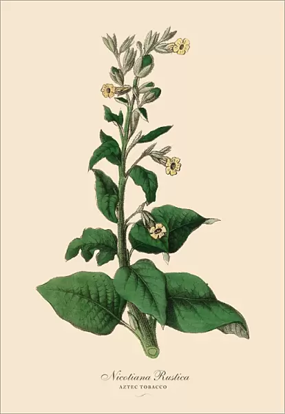 Nicotiana rustica, Aztec Tobacco Plants, Victorian Botanical Illustration