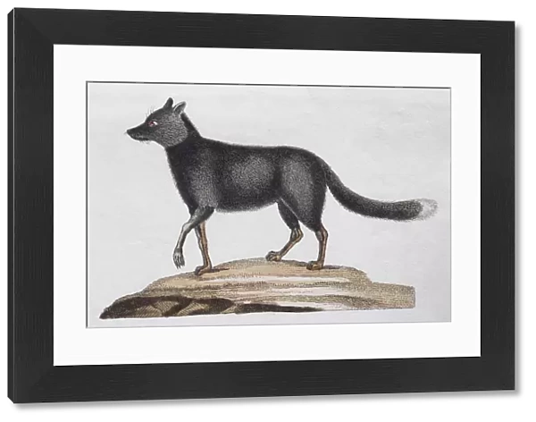 Silver fox, (Canis argentatus), hand-coloured copperplate engraving by Friedrich Justin
