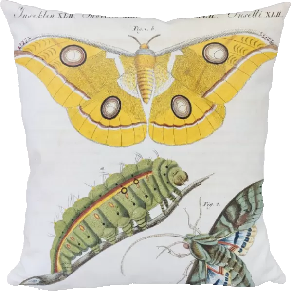 Yellow moth (Phalaena Bombyx Paphia), Gaudy Sphinx (Sphinx labruscae), butterflies