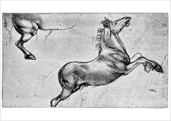 Horse Sketch by Leonardo Da Vinci