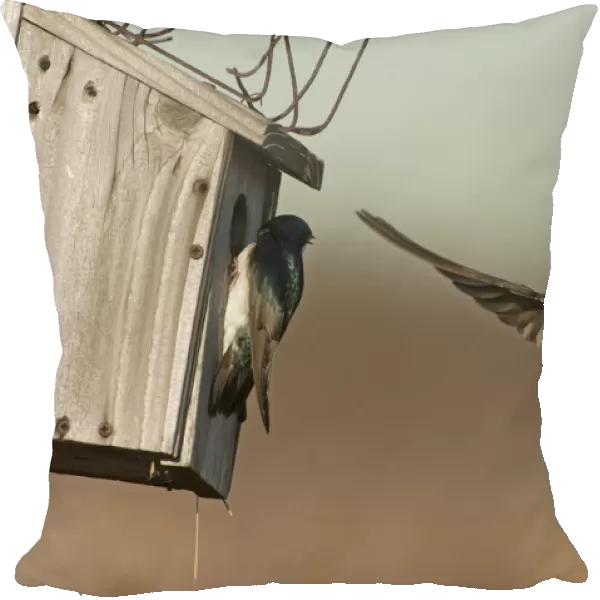 Tree swallows competing for nest box