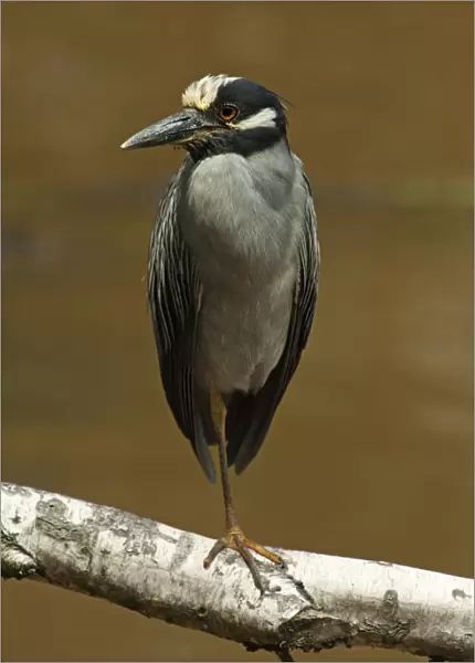 Yellow-crowned night heron at rest