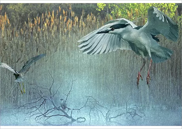 Morning flight back-crowned night herons at pond