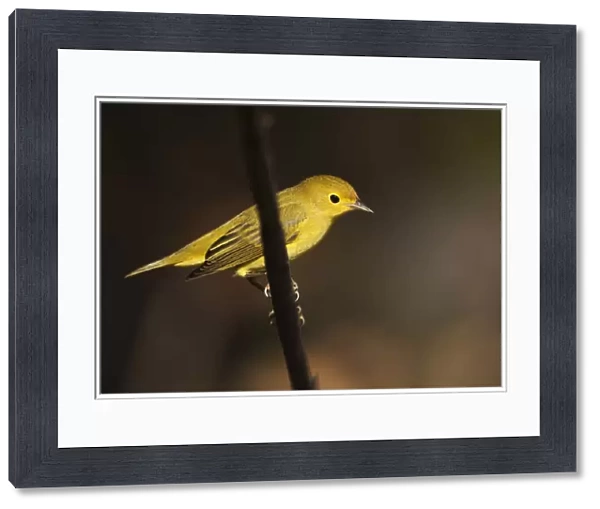 Yellow warbler on perch