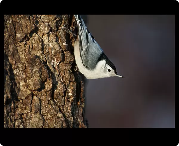 White-breasted nuthatch in late autumn