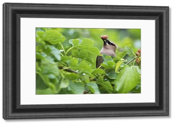 Cedar waxwing with mulberry