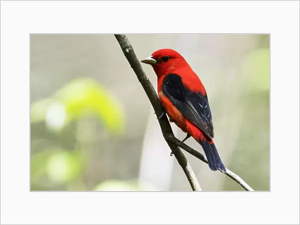 Scarlet tanager in spring