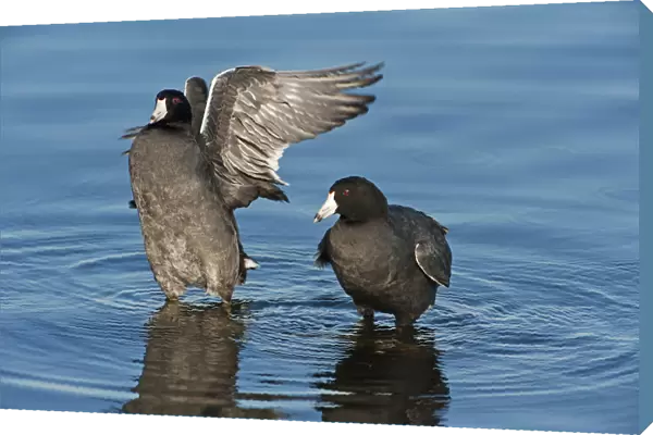 American coots on late fall pond