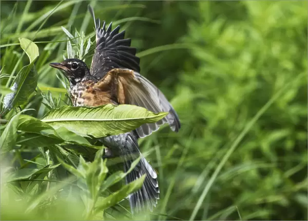 Fledgling American robin in early summer