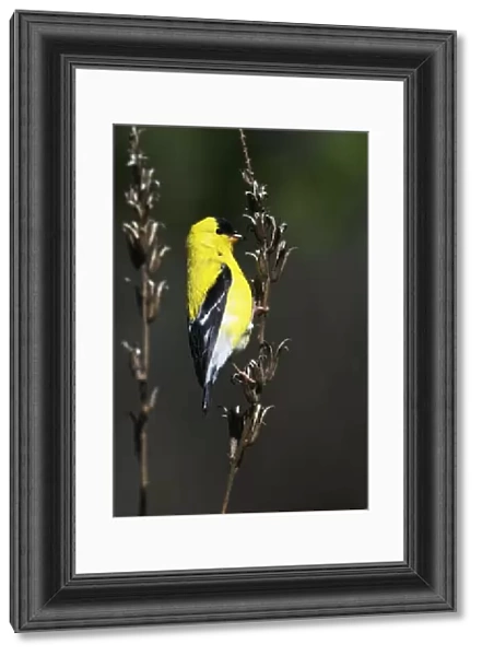 American goldfinch in spring