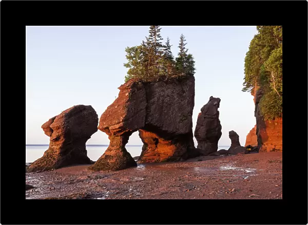 Canada, New Brunswick, Moncton, Hopewell Rocks with trees on top at sunrise