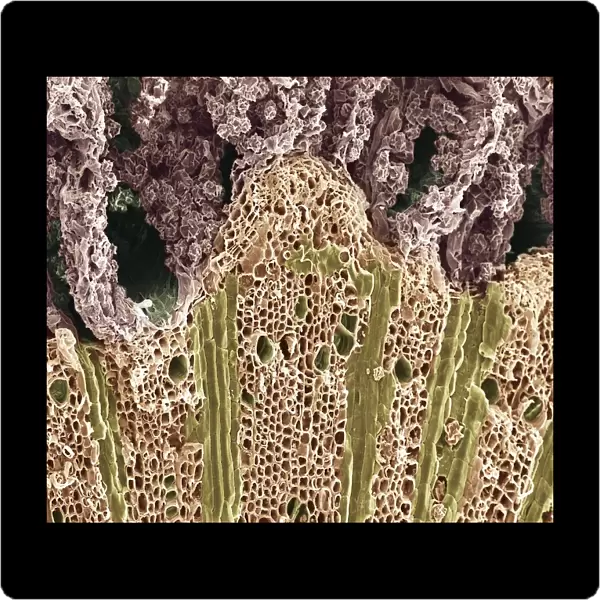 Wood. Scanning electron microscope (SEM)
