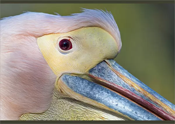 Extreme closeup of a pink pelican