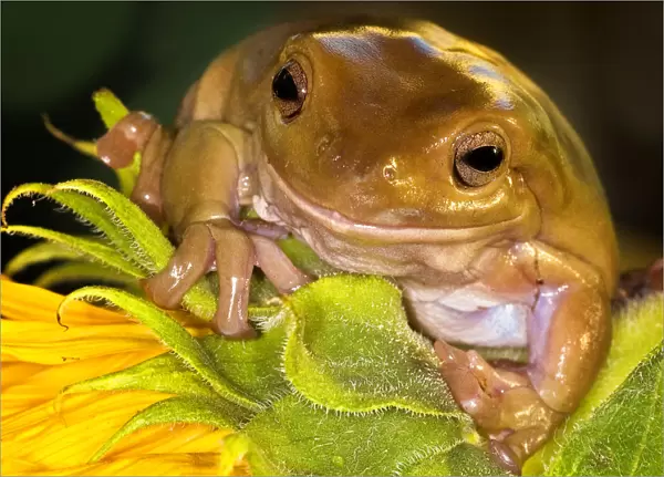Tree Frog on Sunflower