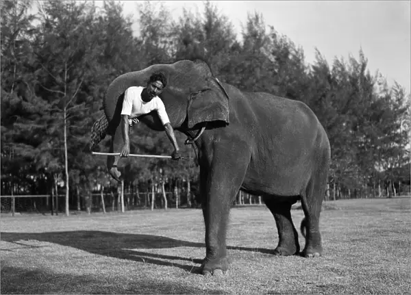 Sri Lankan Elephant Trunk Lift