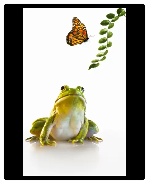 Northern Green Frog and Monarch Butterfly Friends