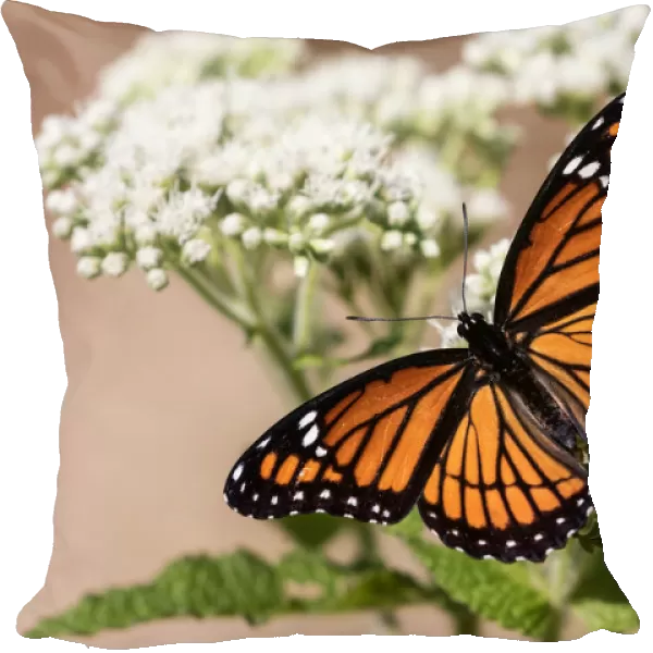 Viceroy Butterfly with Wings Spread