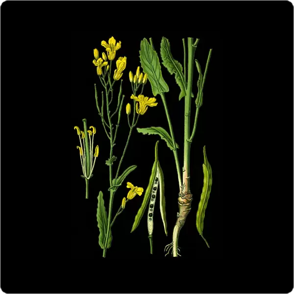 Rapeseed. Antique illustration of a Medicinal and Herbal Plants.