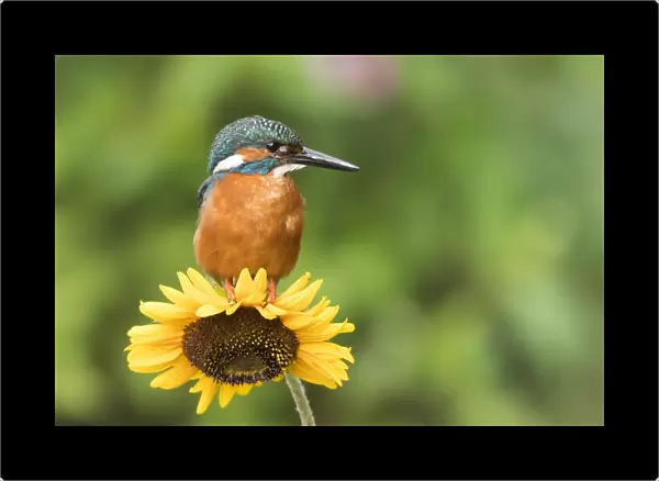 Common kingfisher (Alcedo atthis) sits on Sunflower (Helianthus annuus), Hesse, Germany