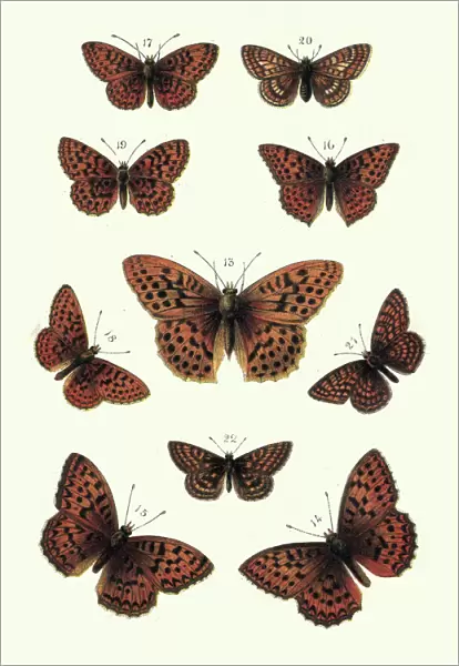 Butterflies, Fritillary, Butterfly