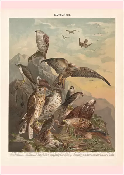 African, Asian, and European birds of prey, lithograph, published 1897