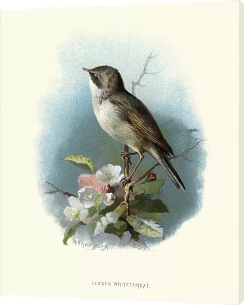 Natural History, Birds, lesser whitethroat (Sylvia curruca)