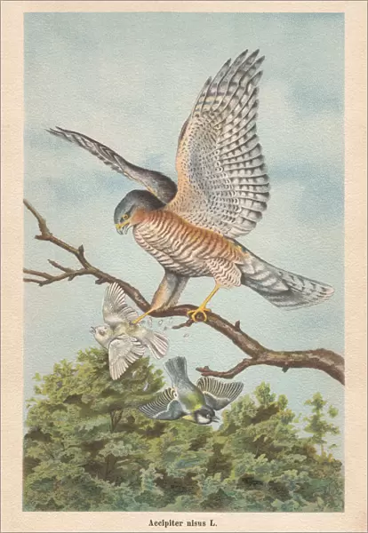 Eurasian sparrowhawk (Accipiter nisus), chromolithograph, published in 1896