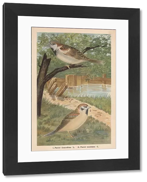 House sparrow and Eurasian tree sparrow, chromolithograph, published in 1896