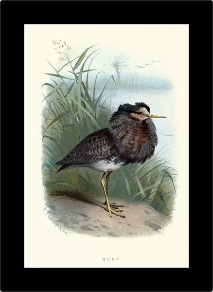 Natural History, Birds, ruff (Calidris pugnax)
