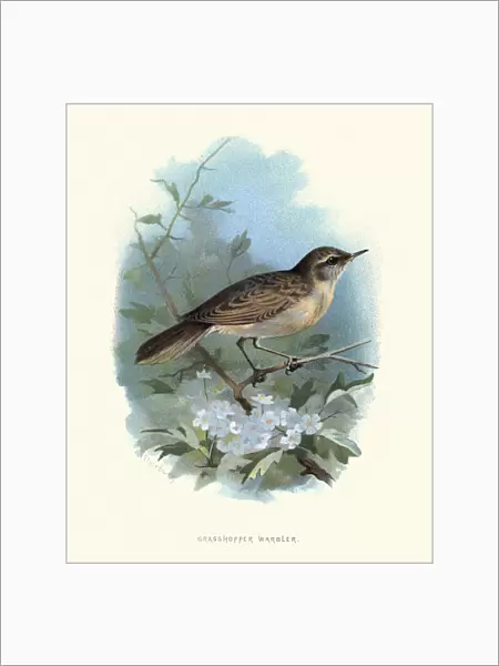 Wildlife, Birds, common grasshopper warbler (Locustella naevia)