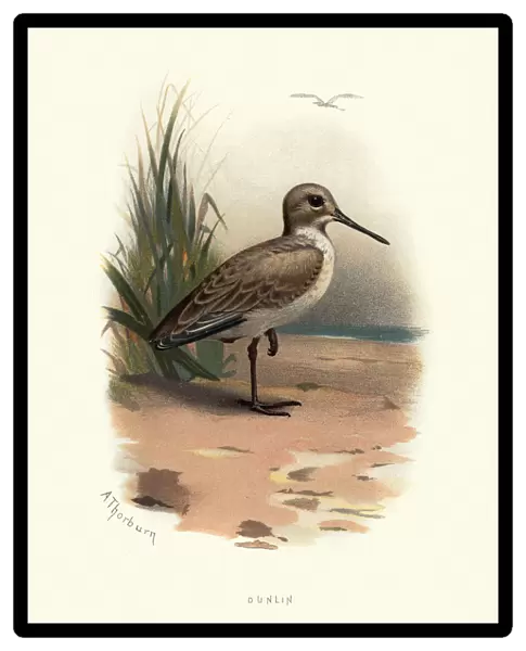Natural history, Birds, dunlin (Calidris alpina)