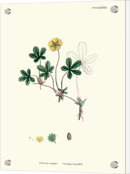 Botanical print, Potentilla reptans, creeping tormentil