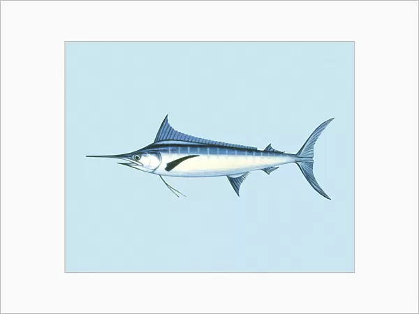 Swordfish. http: /  / csaimages.com / images / istockprofile / csa_vector_dsp.jpg