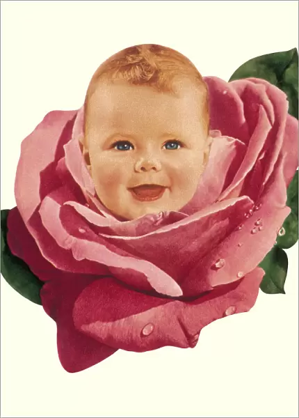 Baby in Pink Rose