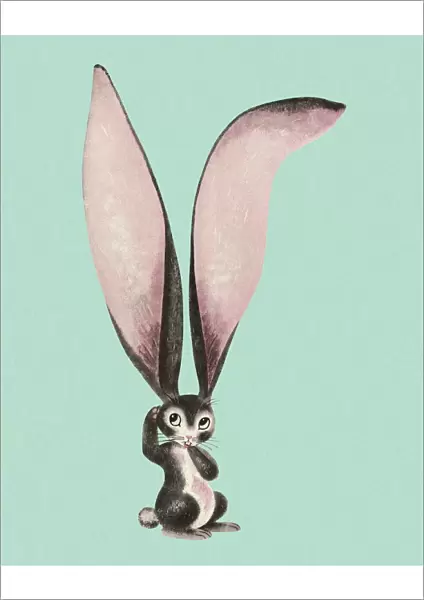 Rabbit with Huge Ears