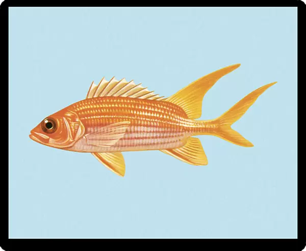Goldfish. http: /  / csaimages.com / images / istockprofile / csa_vector_dsp.jpg