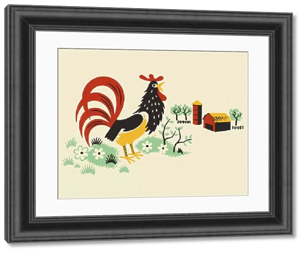 Rooster on a Farm