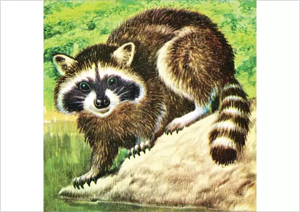 Raccoon. http: /  / csaimages.com / images / istockprofile / csa_vector_dsp.jpg