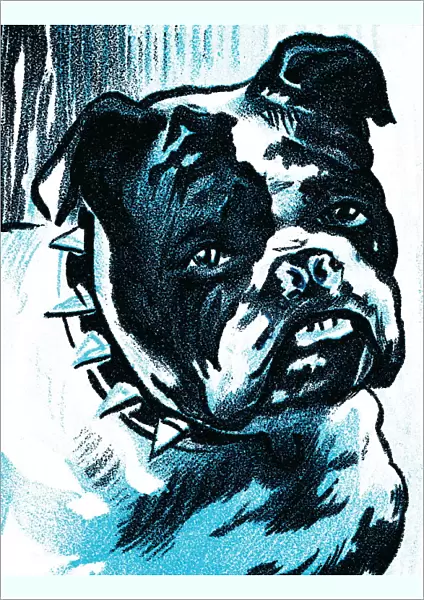 Bulldog with spike collar