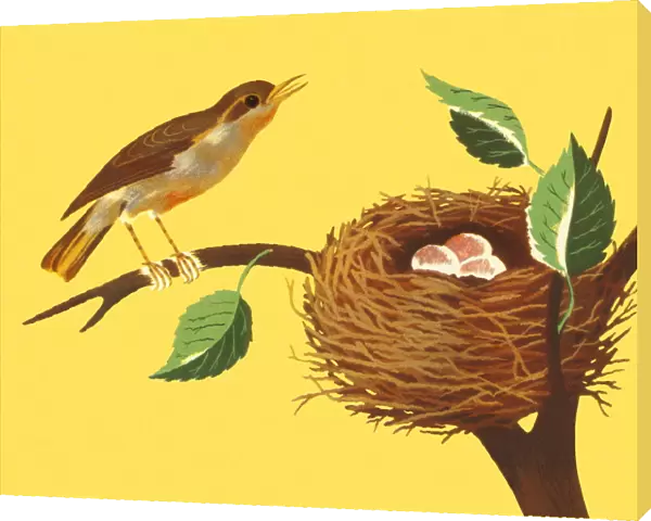 Bird and Birds Nest on a Branch