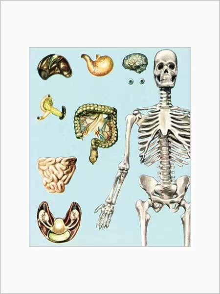 Skeleton and organs