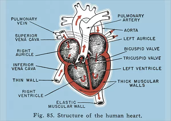 Labelled Structure of the Human Heart Diagram