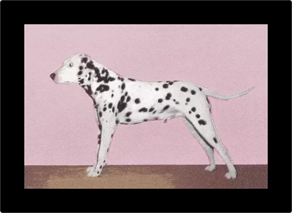 Dalmation. http: /  / csaimages.com / images / istockprofile / csa_vector_dsp.jpg