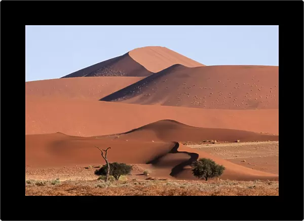 Sand dunes, Camel thorn trees (Vachellia erioloba) at the front, Sossusvlei, Namib Desert