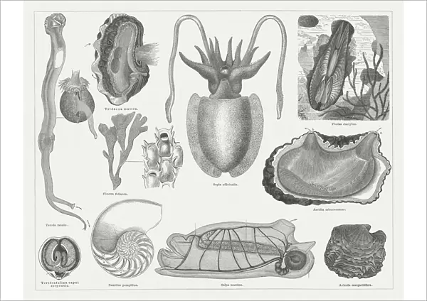 Mollusca, wood engravings, published in 1877