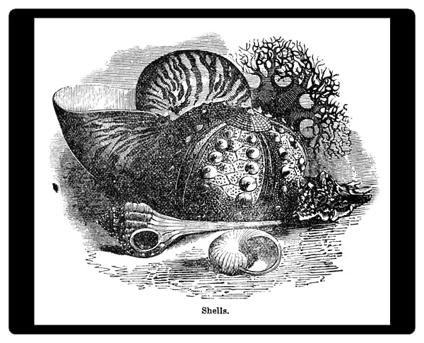 shells. Wood engraving of shells. Illustrated Natural History by Rev