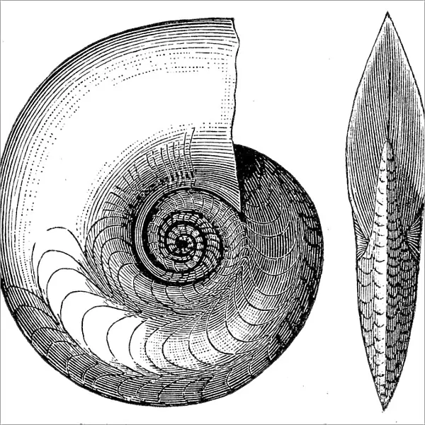 Cephalopod fossil