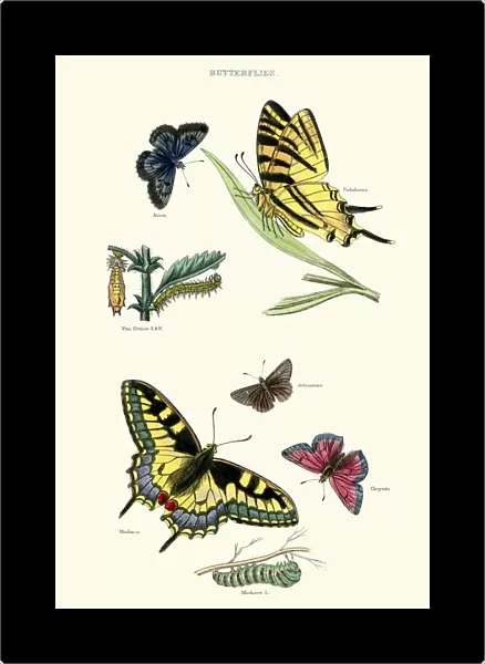 Natural History - Butterflies