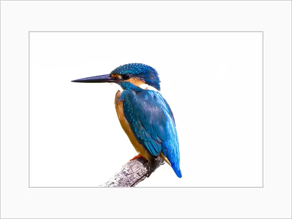 Common Kingfisher with fish (Alcedo atthis) beautiful bird on white background