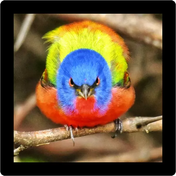 Wild painted Bunting sitting on a branch